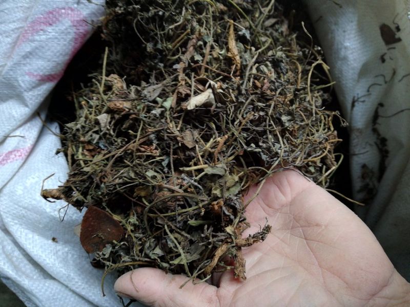 野生岩黄连下料，莫子
