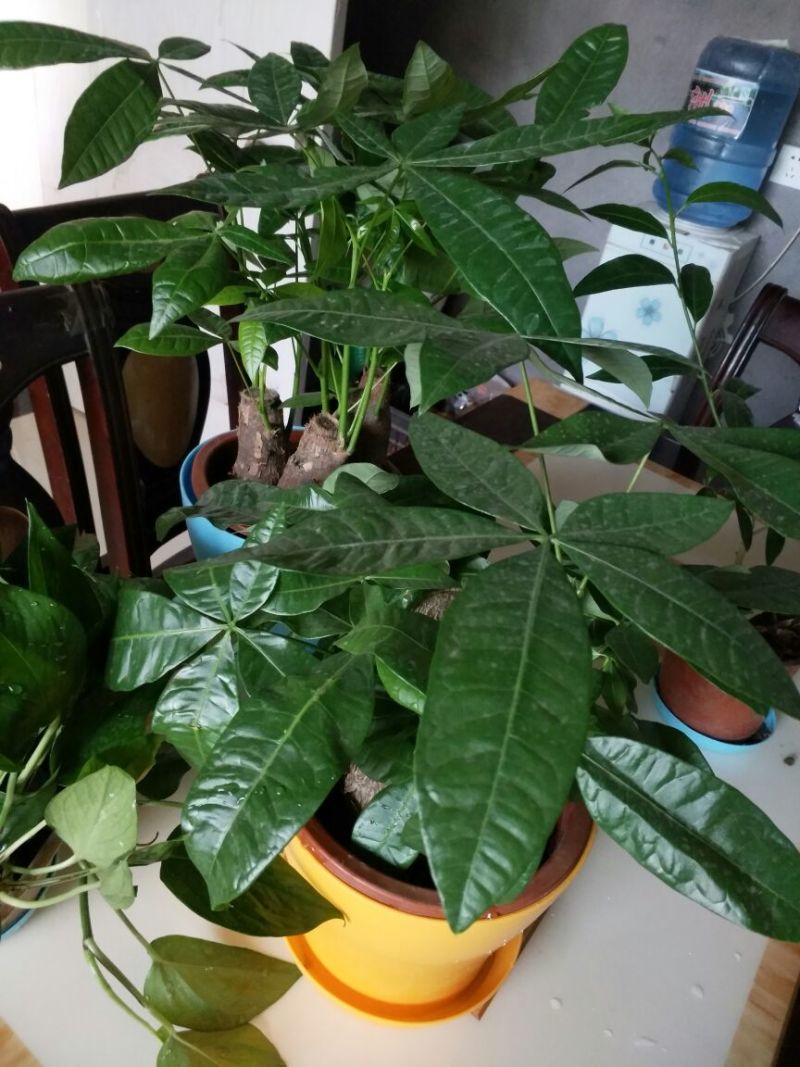 发财树独杆高60-70公分