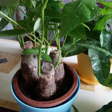 发财树独杆高60-70公分