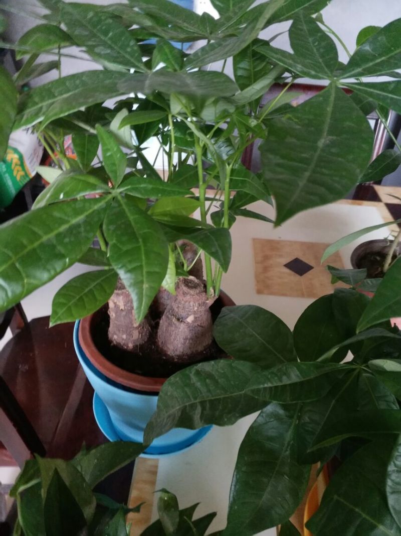发财树独杆高60-70公分