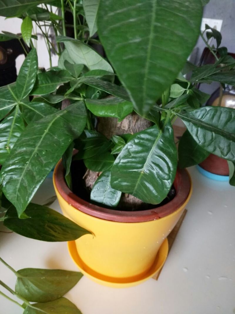 发财树独杆高60-70公分