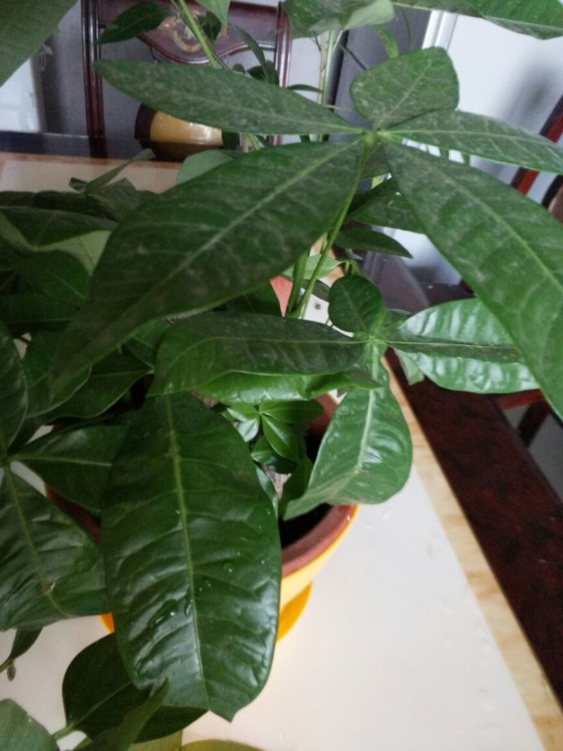 发财树独杆高60-70公分