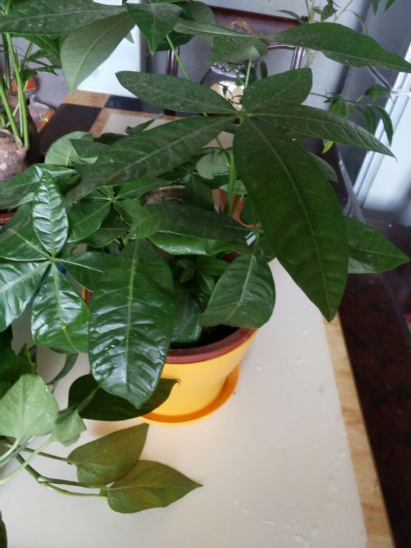 发财树独杆高60-70公分