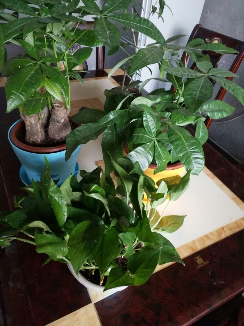 发财树独杆高60-70公分