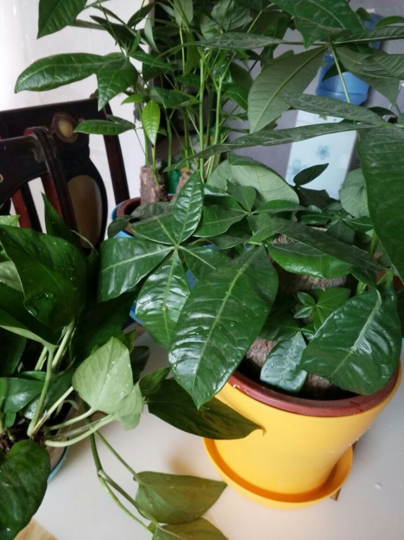 发财树独杆高60-70公分