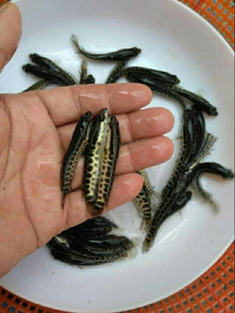 乌鳢乌鱼苗