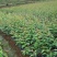 绿化苗木樱花树苗樱花苗日本樱花嫁接早樱晚樱庭院樱花苗染井