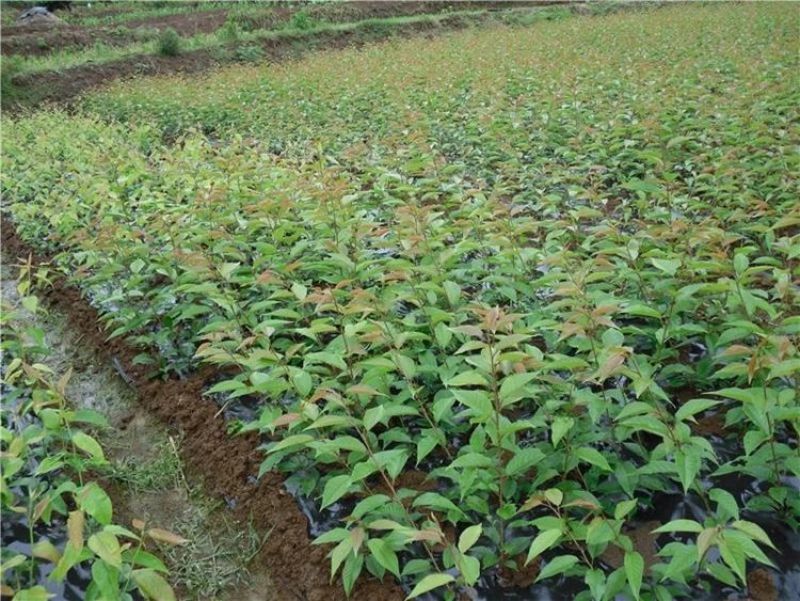 绿化苗木樱花树苗樱花苗日本樱花嫁接早樱晚樱庭院樱花苗染井