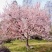 绿化苗木樱花树苗樱花苗日本樱花嫁接早樱晚樱庭院樱花苗染井