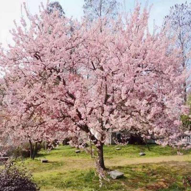 绿化苗木樱花树苗樱花苗日本樱花嫁接早樱晚樱庭院樱花苗染井