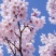 绿化苗木樱花树苗樱花苗日本樱花嫁接早樱晚樱庭院樱花苗染井