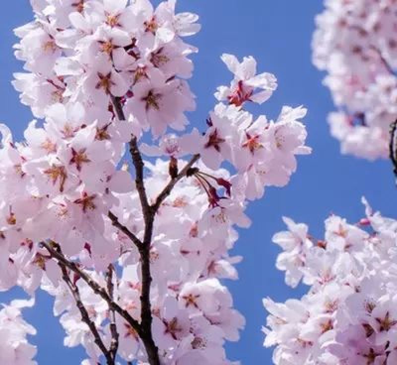 绿化苗木樱花树苗樱花苗日本樱花嫁接早樱晚樱庭院樱花苗染井