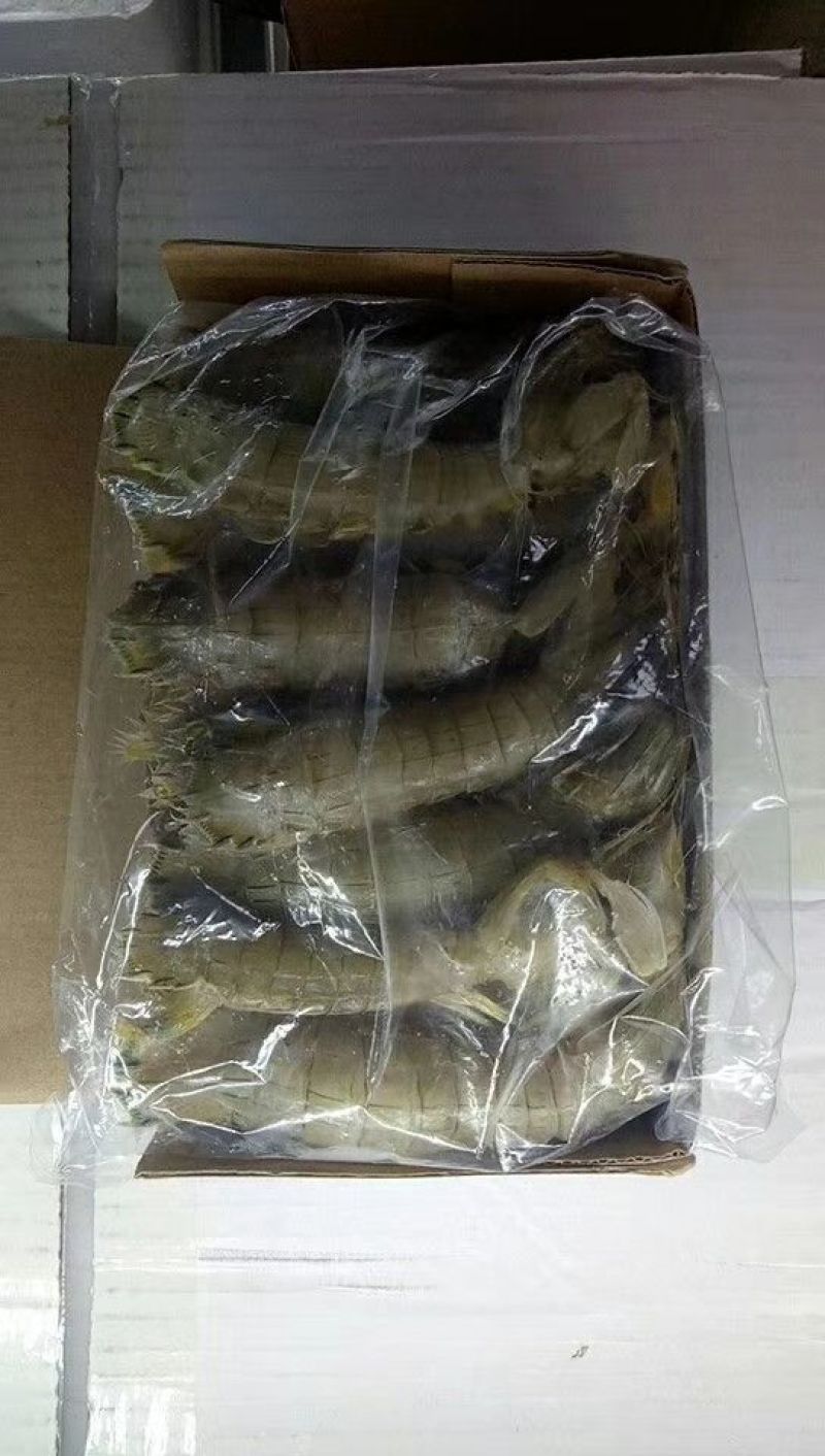 皮皮虾