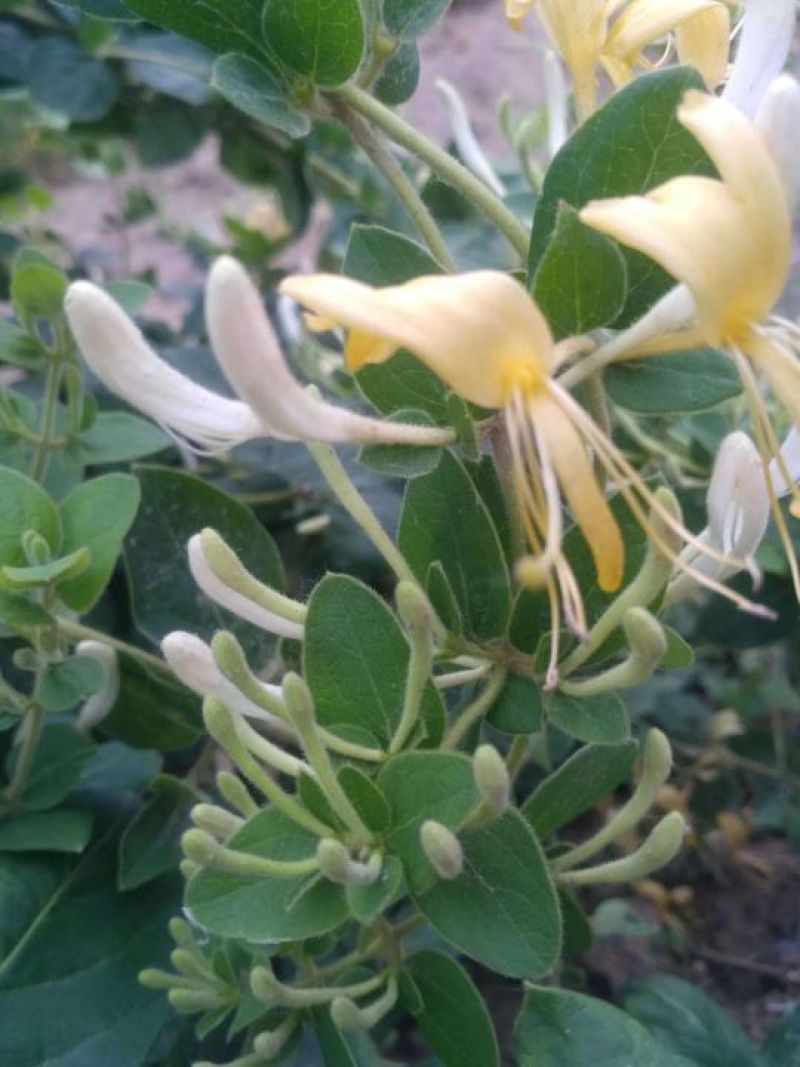 金银花苗