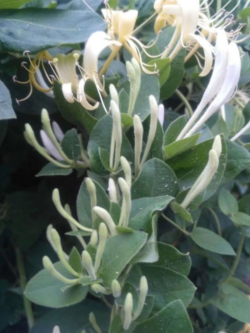 金银花苗
