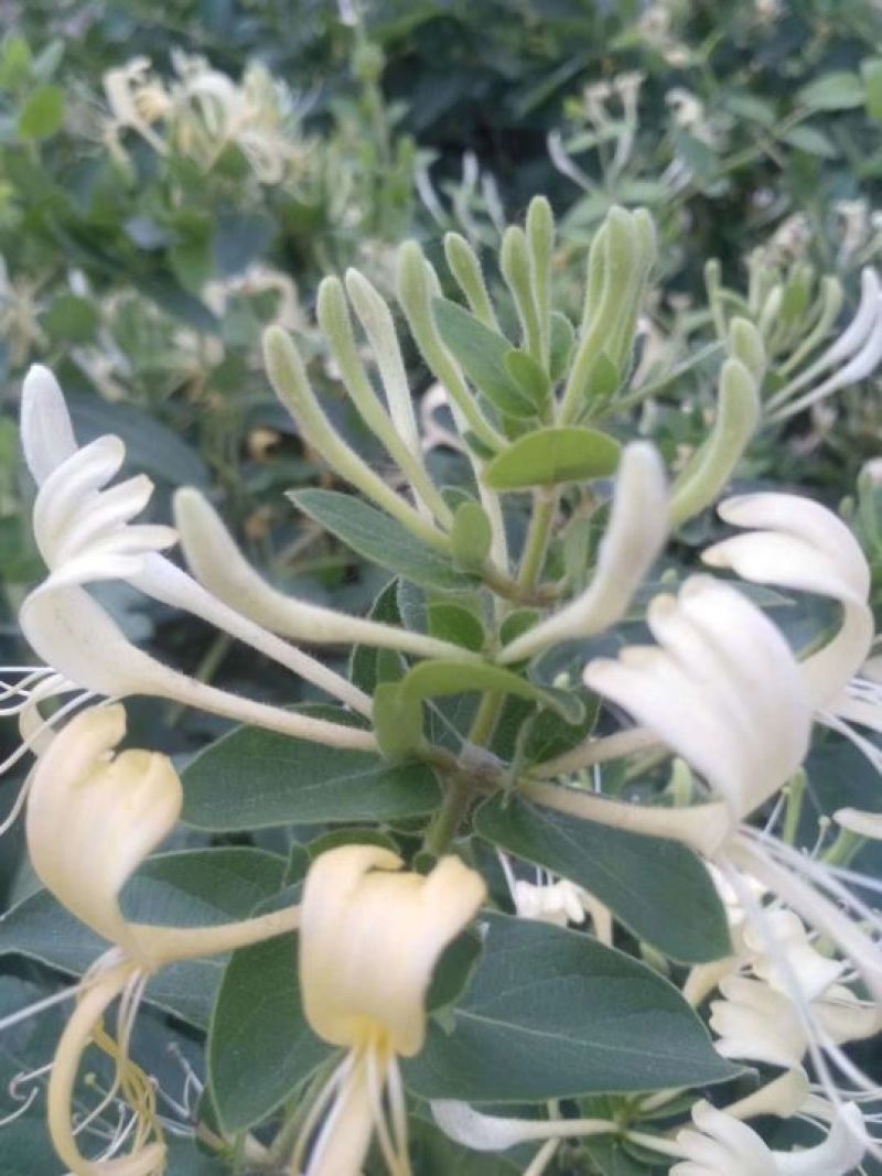金银花苗