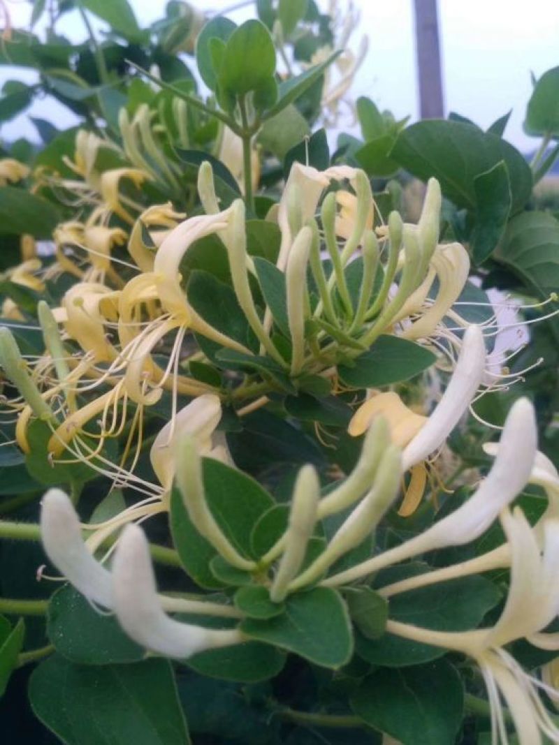 金银花苗