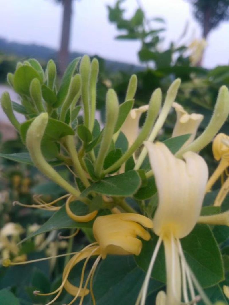 金银花苗