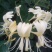 金银花苗