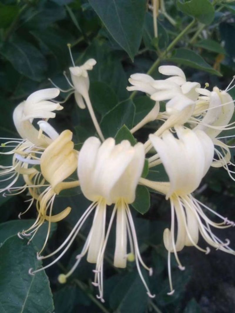 金银花苗
