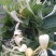 金银花苗