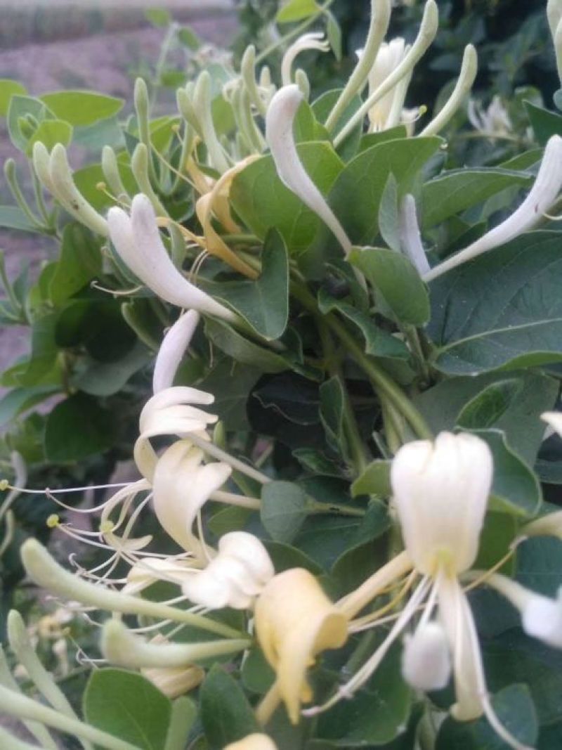 金银花苗