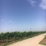中油4号油桃3两以上
