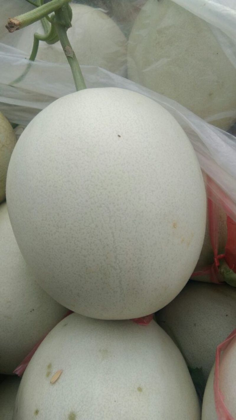 玉姑