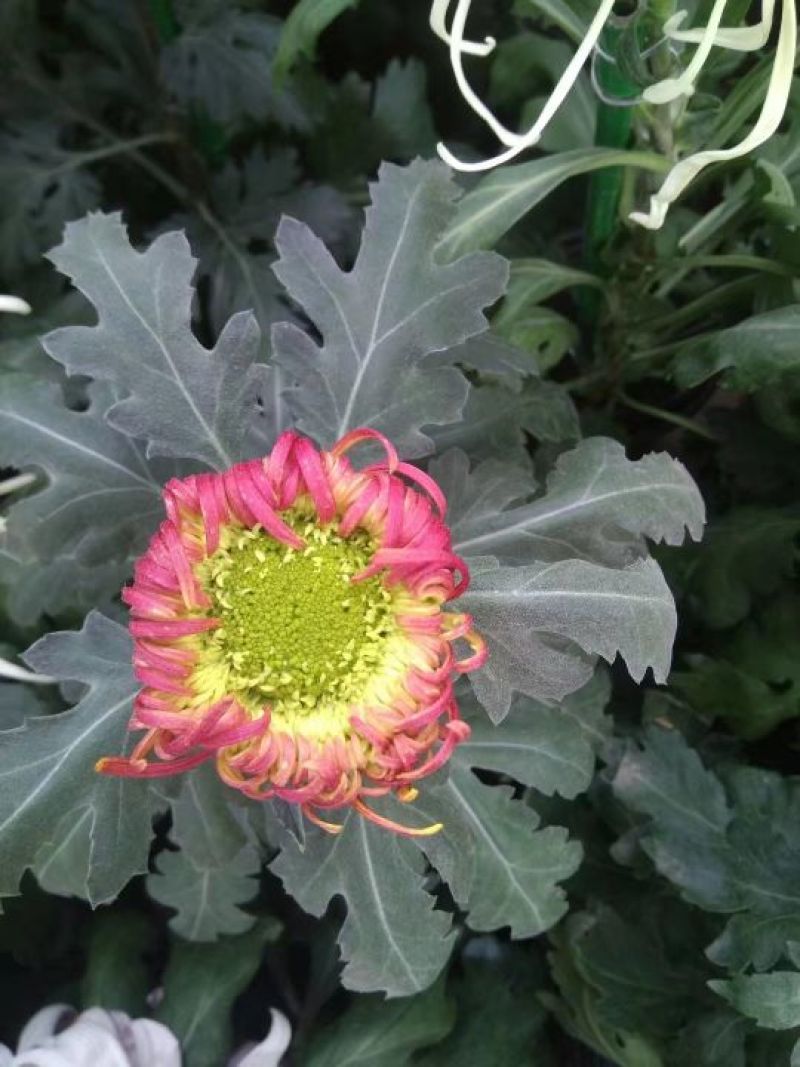 菊花