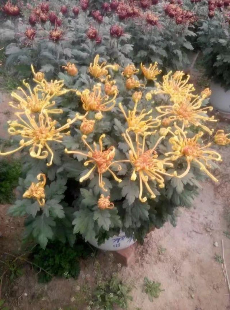 菊花