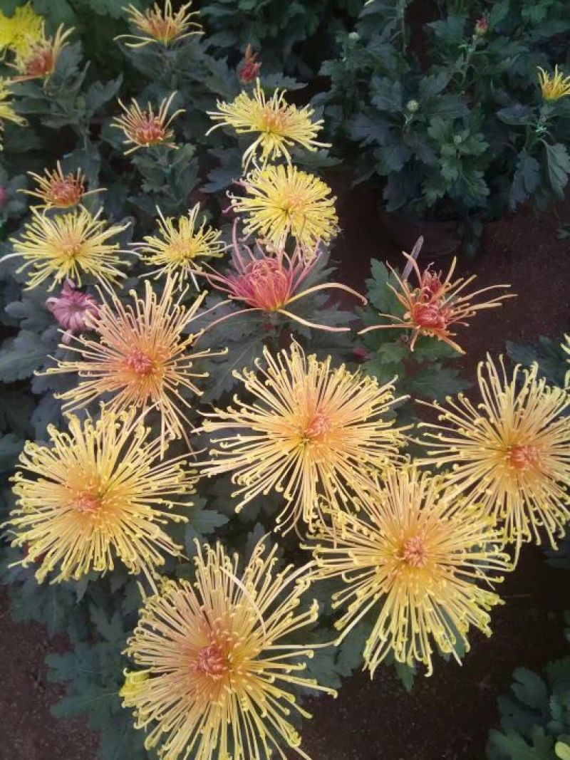 菊花