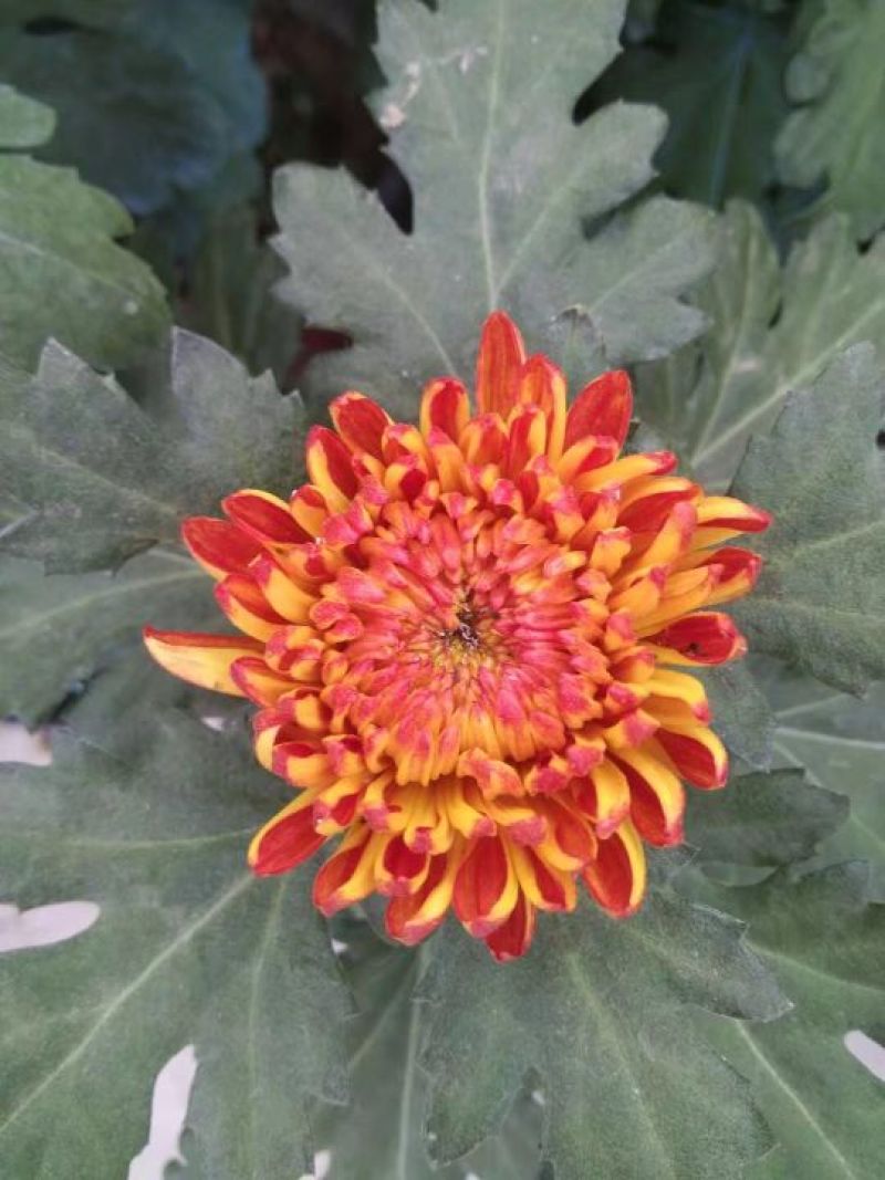 菊花
