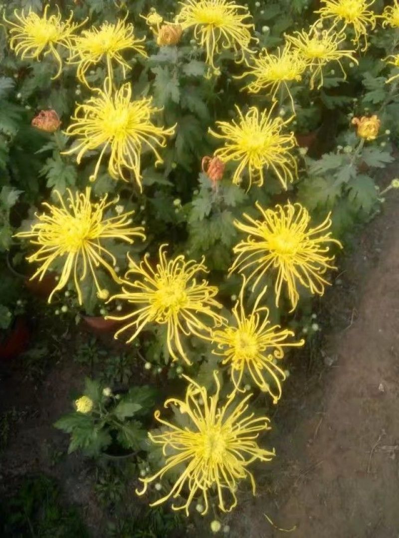 菊花