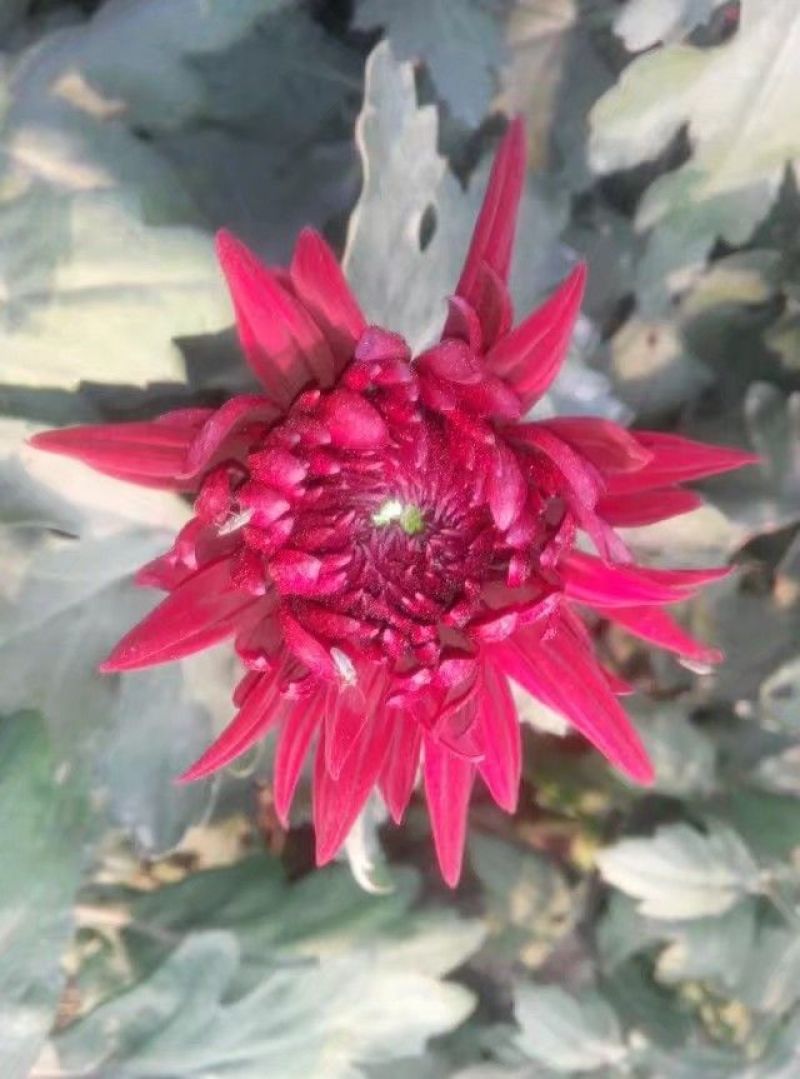 菊花