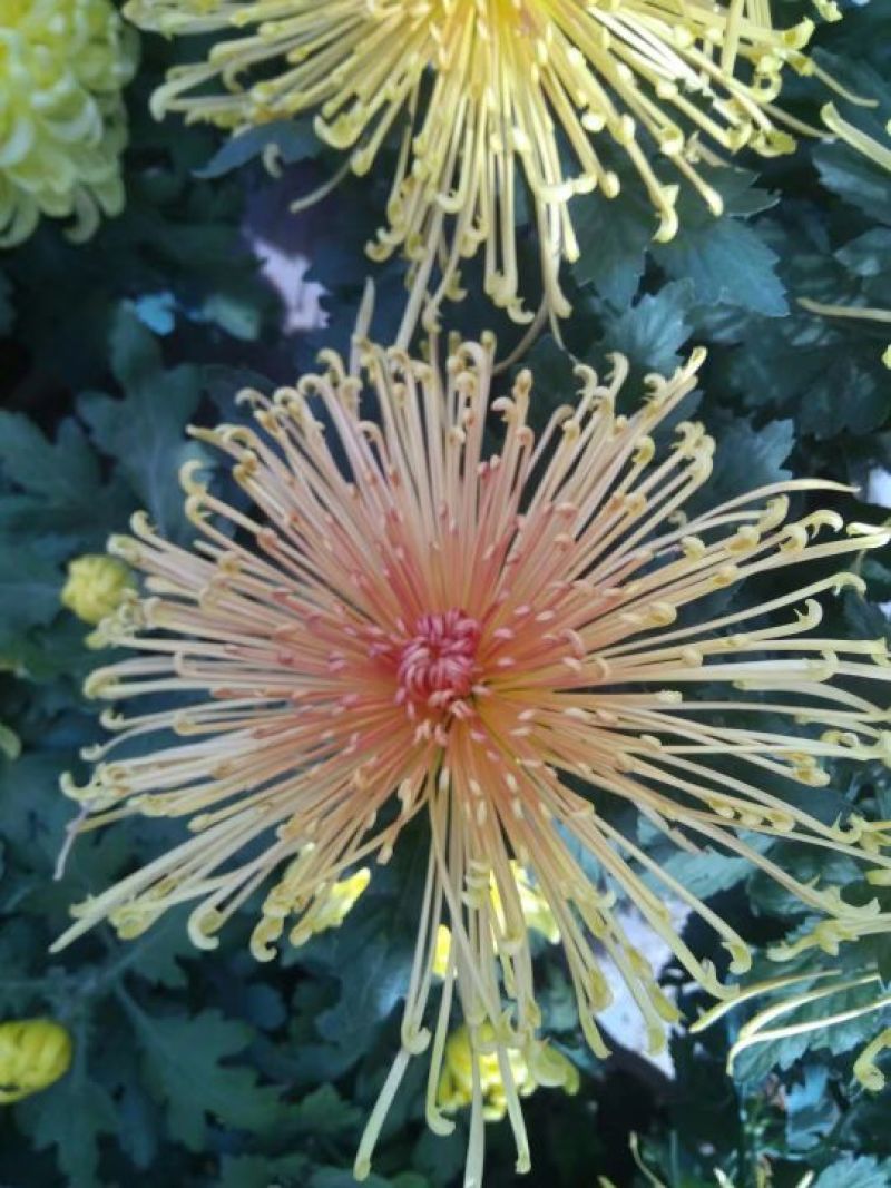 菊花