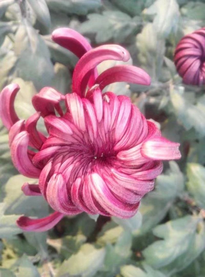 菊花