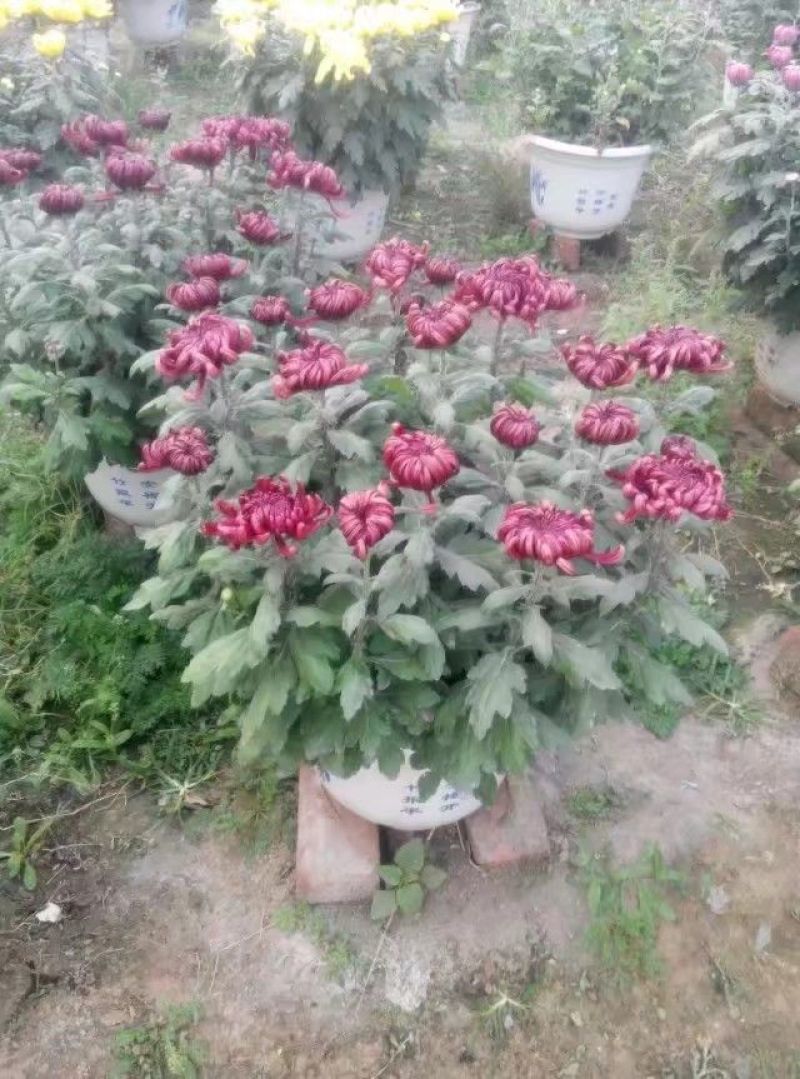 菊花