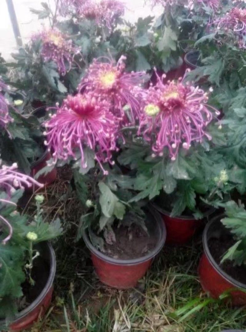 菊花