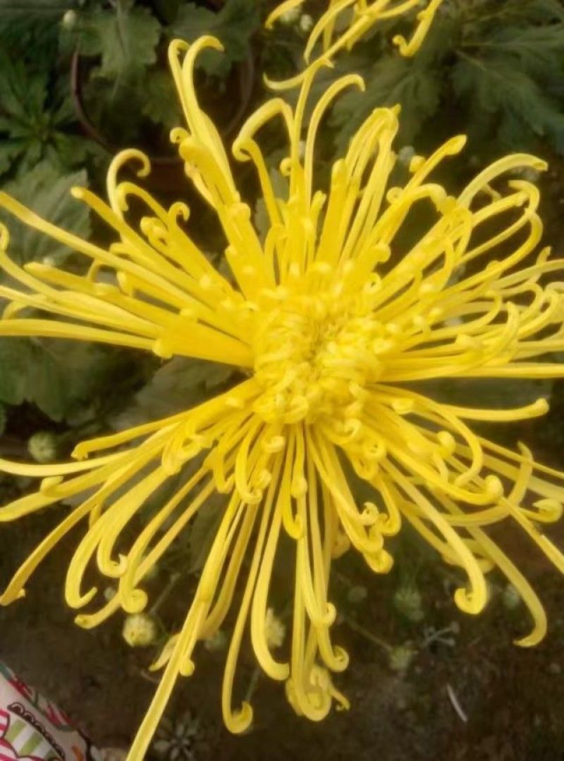 菊花