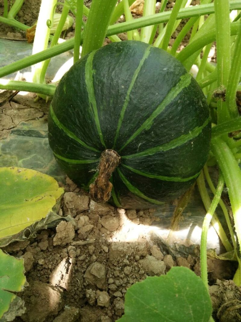 黑金刚