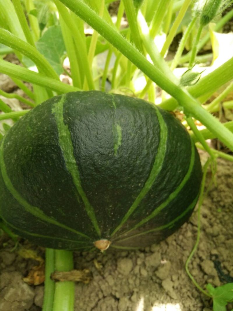 黑金刚