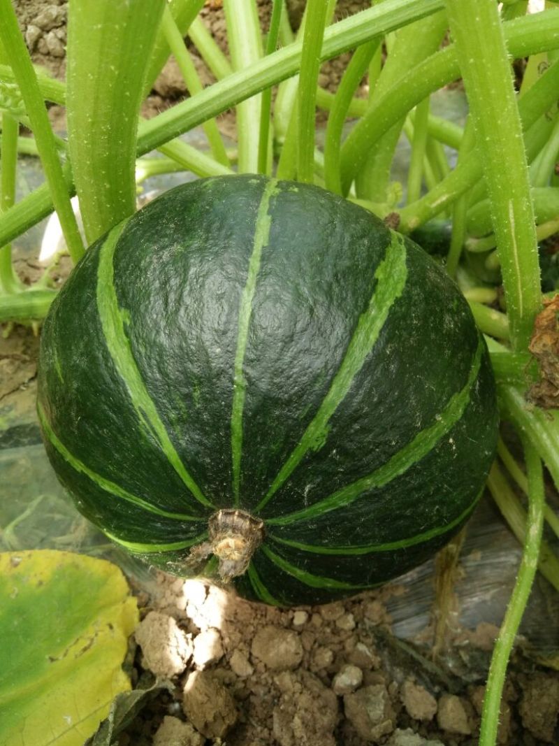 黑金刚