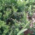 金银花苗
