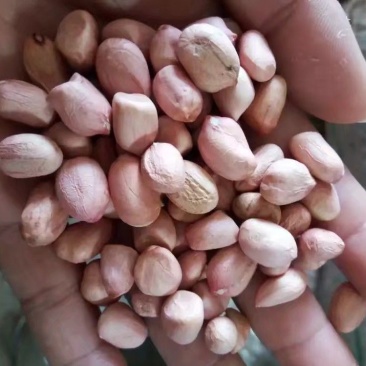白沙花生米