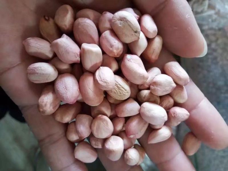 白沙花生米