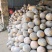 【精品】金韩蜜本南瓜大量供应产地直供品质保证批发