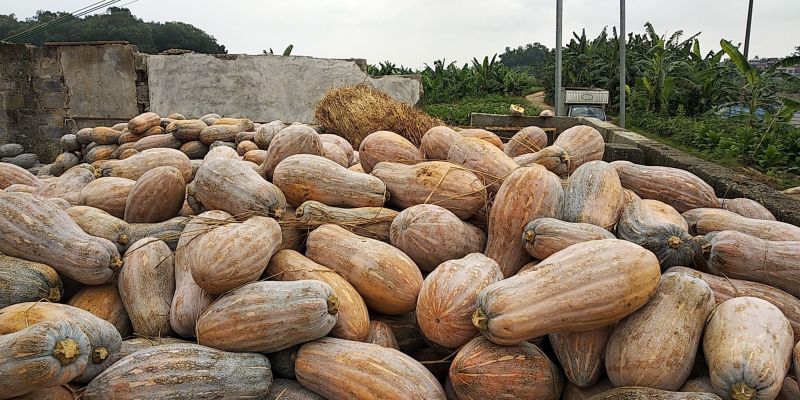 【精品】金韩蜜本南瓜大量供应产地直供品质保证批发