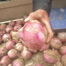 精品紫红皮洋葱，80起步，货源充足价格美丽，产地直供