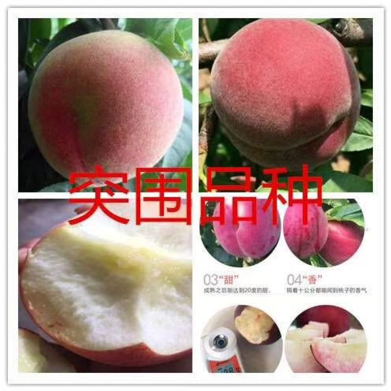 突围桃60mm以上刚上市，硬度好便于运输
