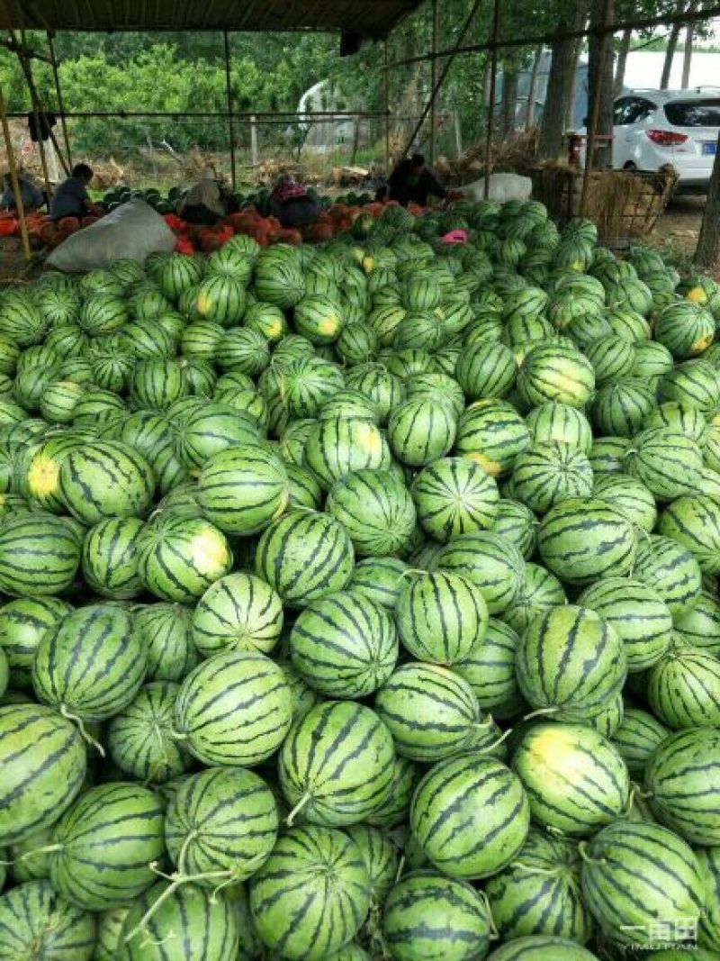 大棚西瓜量大价优保熟保质量甜王西瓜八斤打底沙瓤薄皮保熟